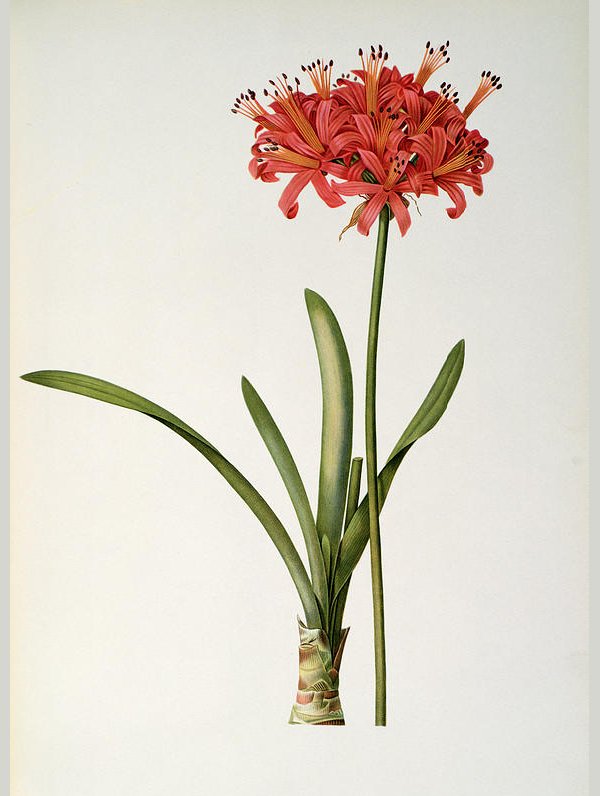 amaryllis curvifolia flower drawing