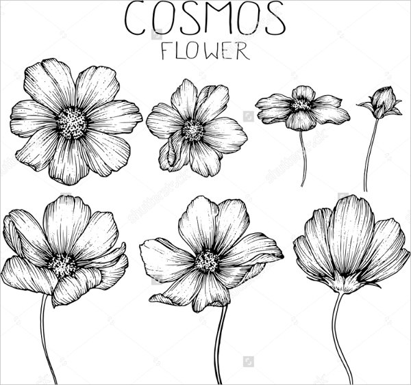 cosmos flower drawing
