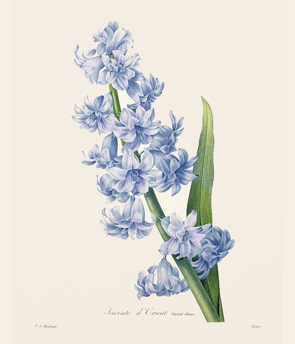 hyacinth flower drawing