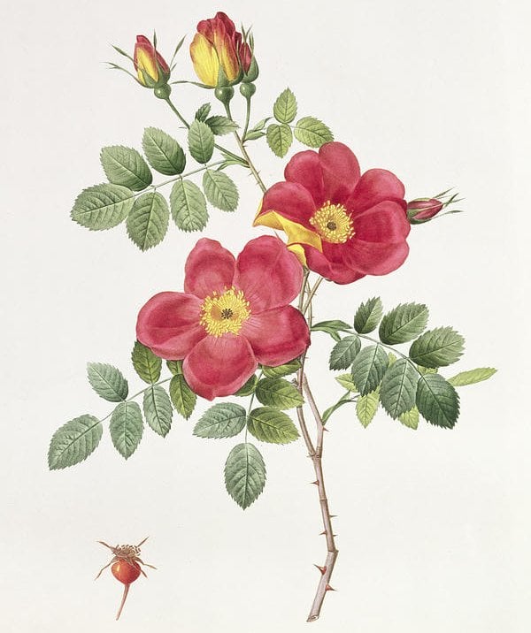 rosa eglantera punicea flower drawing
