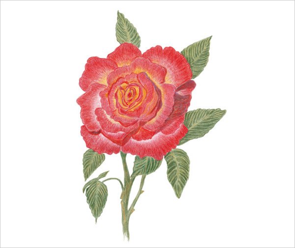 rose flower drawing