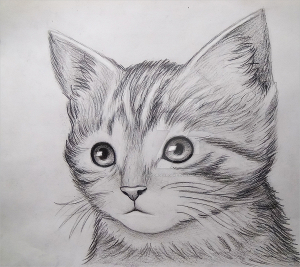 cool cat drawing