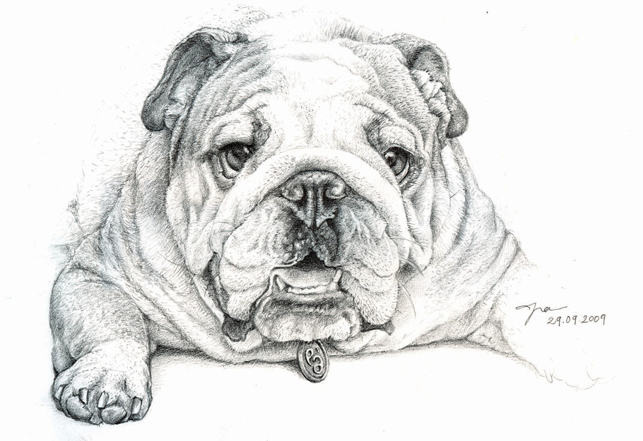 drawing of the bulldog