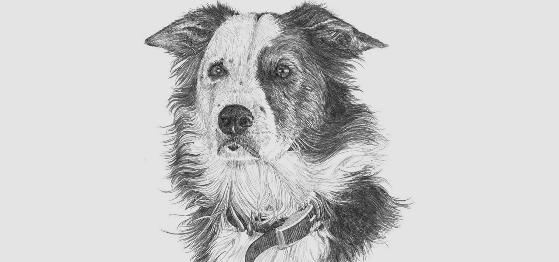 black and white animal drawings