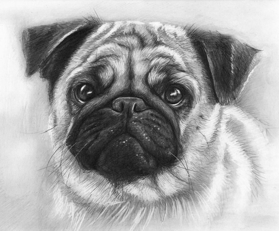 pencil illustration of an adorable pug