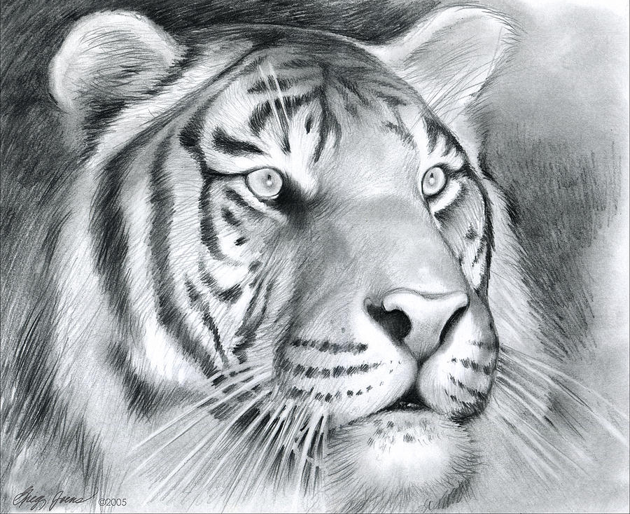 pencil sketch of a tiger head