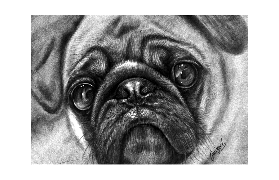 conceptual pug drawing