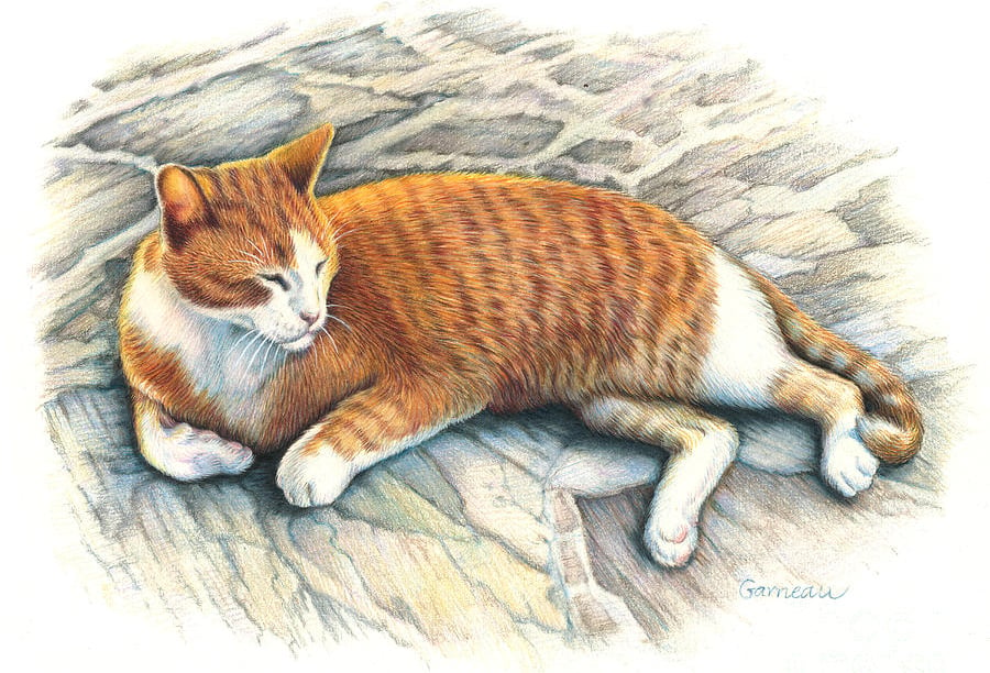 wild-cat-drawing