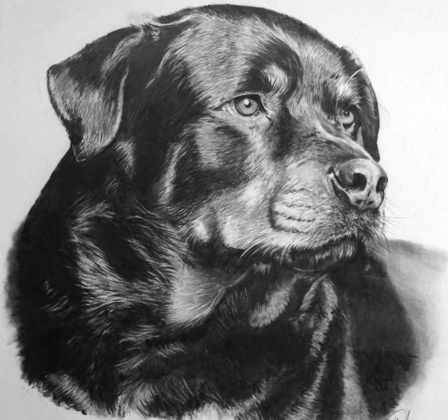 15+ Charcoal Animal Drawing