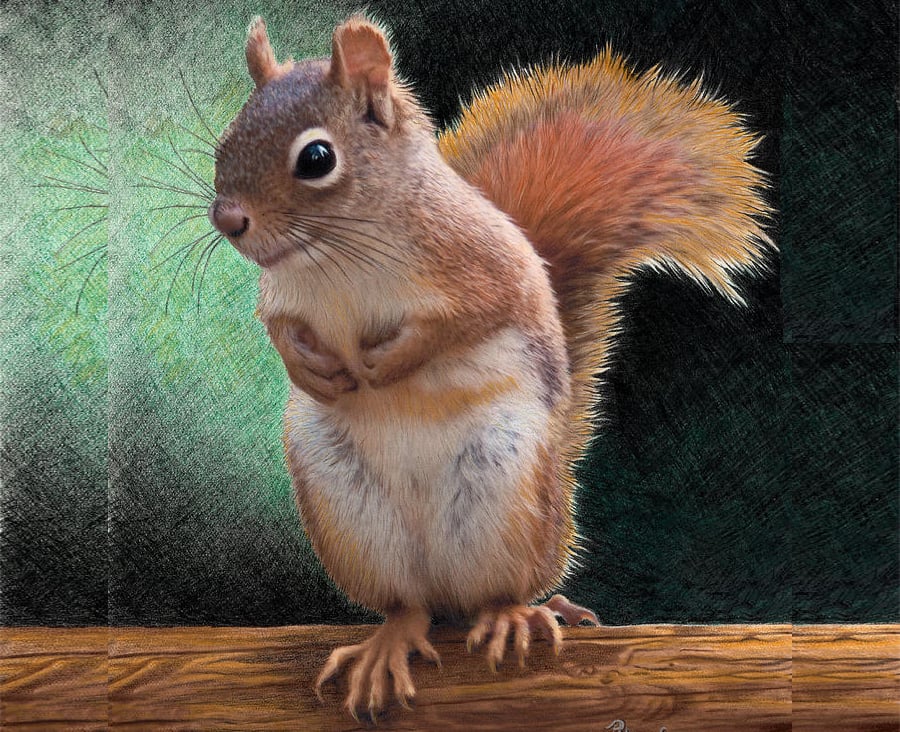little-red-clolor-squirrel-