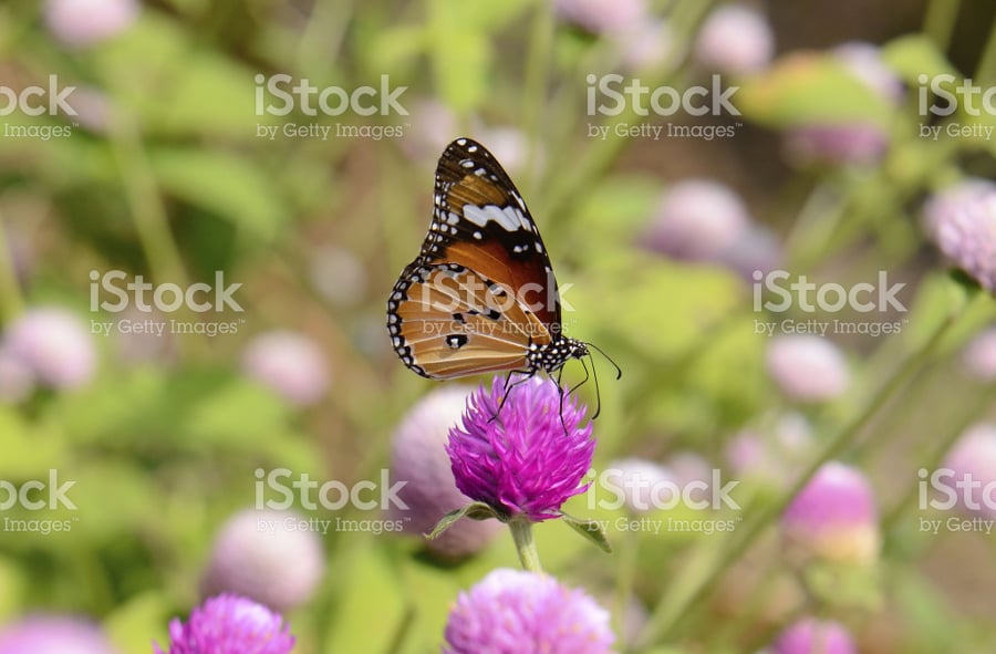 tiger butterfly photography