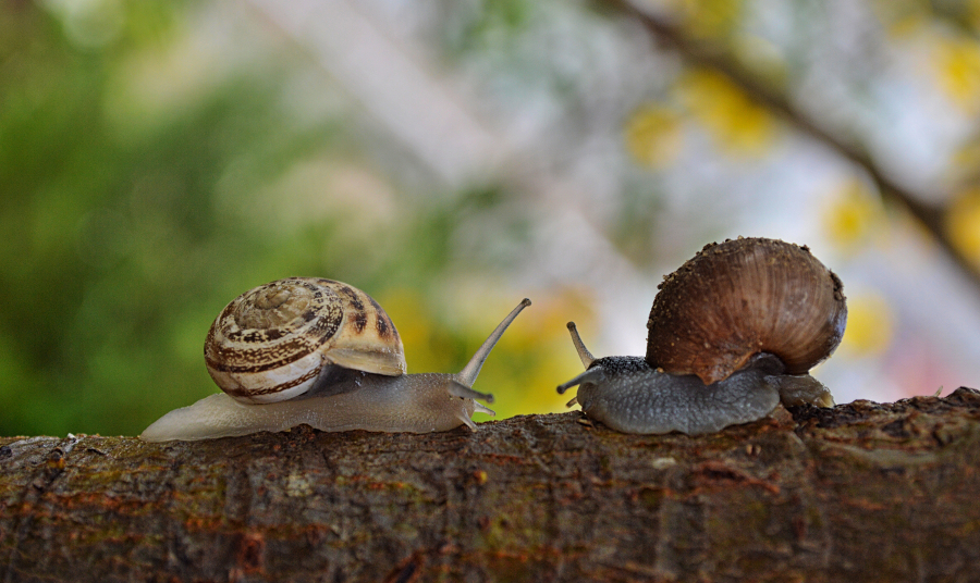 snails facing each other