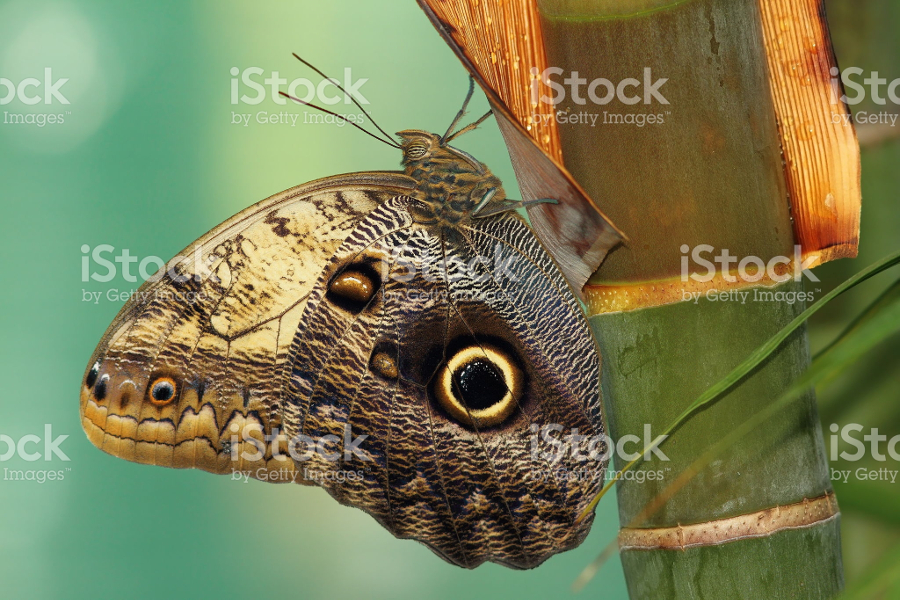 owl type butterfly image