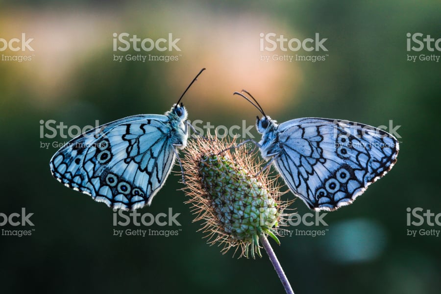 blue color butterflies on flower