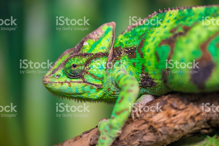 green chameleon on branch