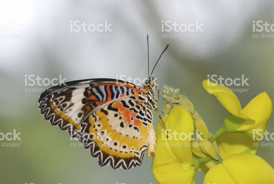 leopard lacewing photography