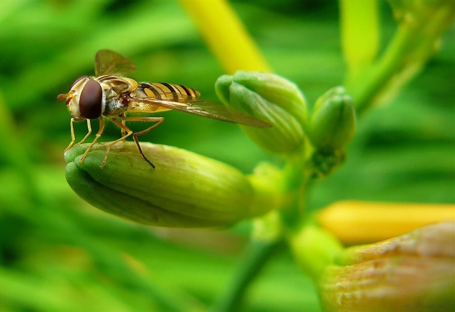 macro photography of hoverfly