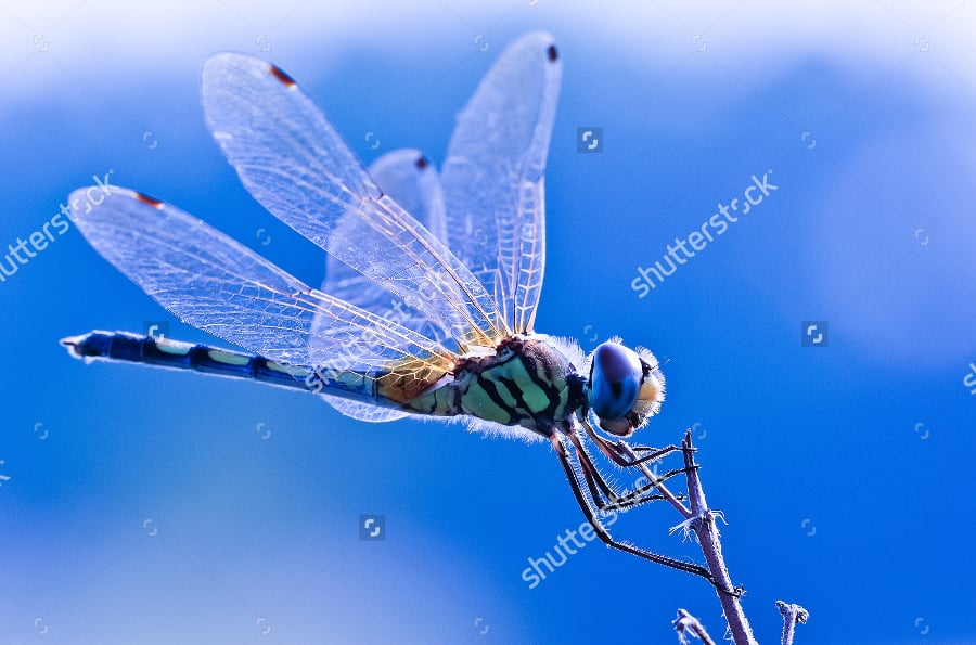 dragonfly on blue background