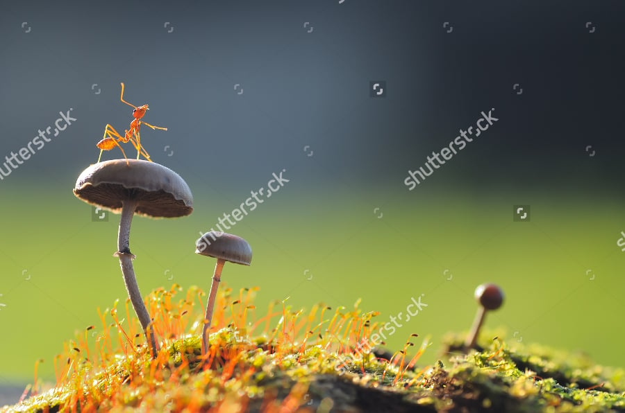 a weaver ant on mushroom