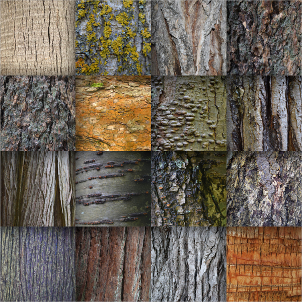 tree bark wood texture
