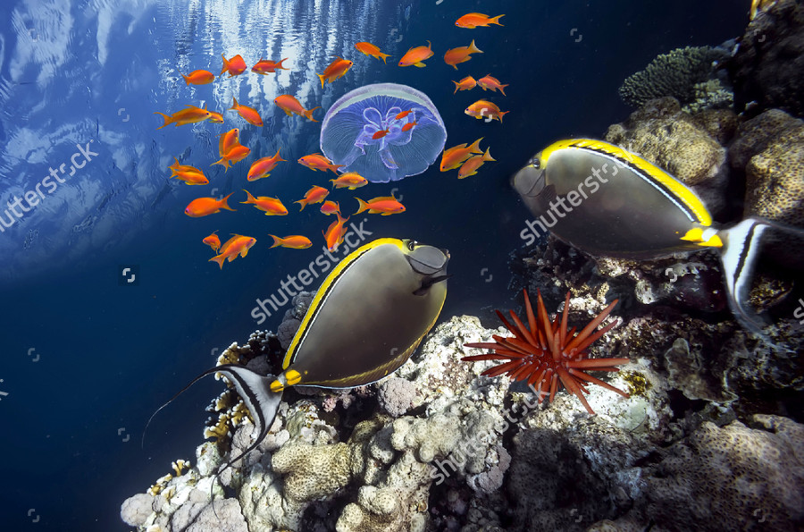 ana jellyfish in red sea photography