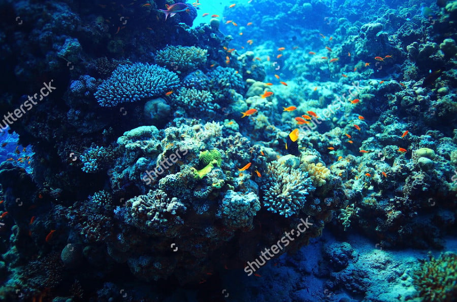 coral reef underwater photography