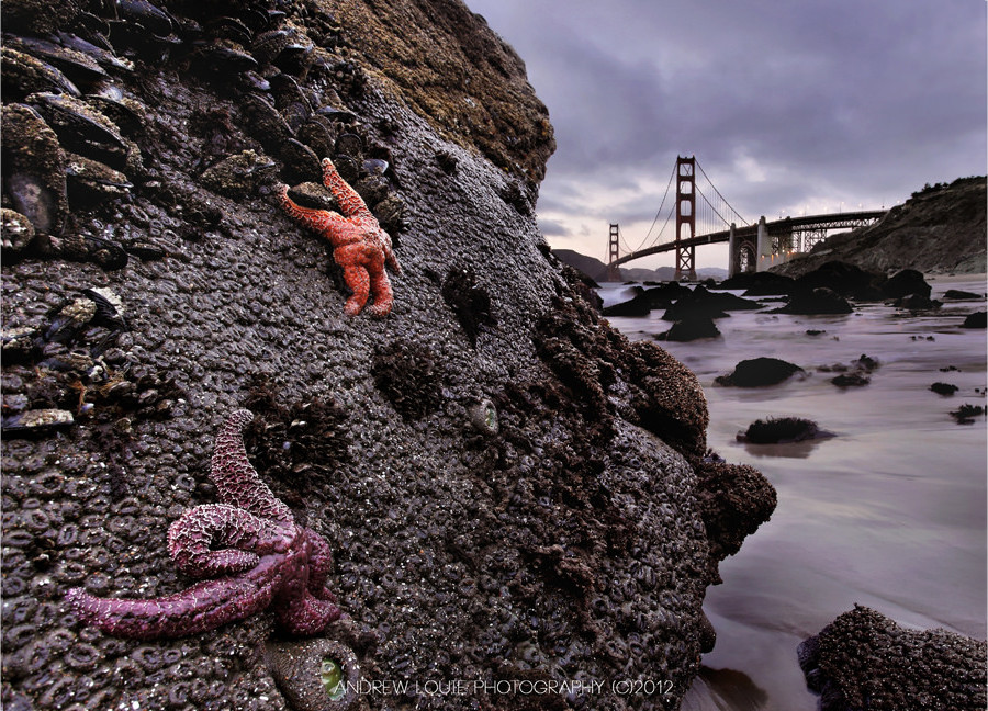 golden gate sea life photography