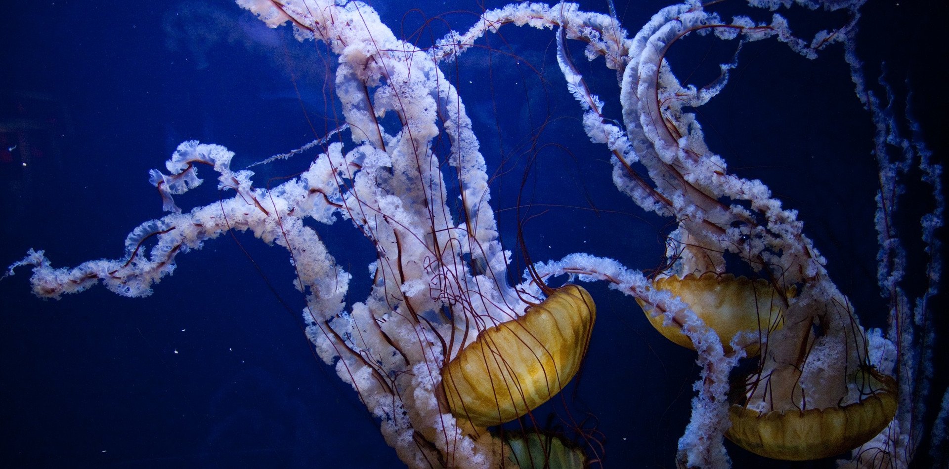 underwater ocean life photography