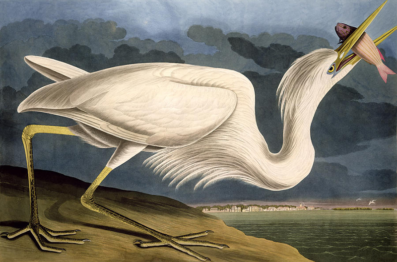 white heron nature drawing