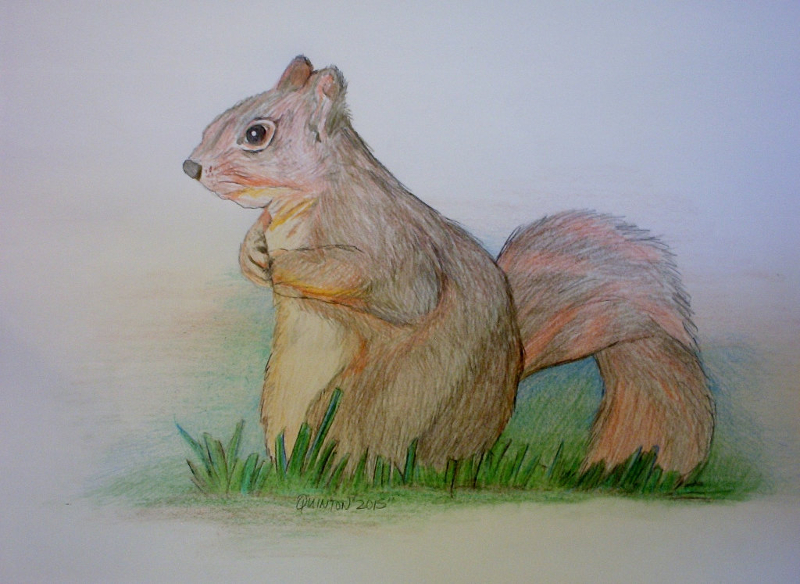 squirrel drawing with original color pencils