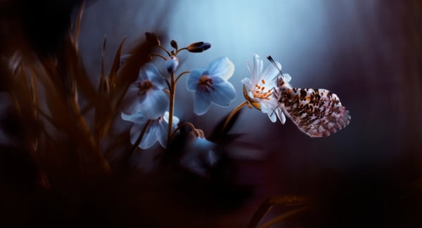 flower butterfly background