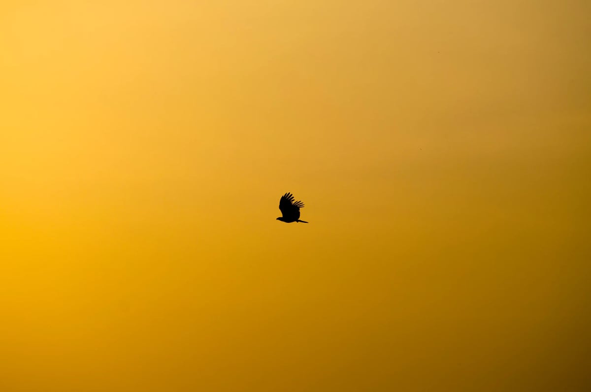minimal photography of bird