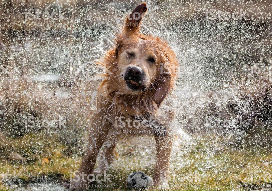 dog shaking off water