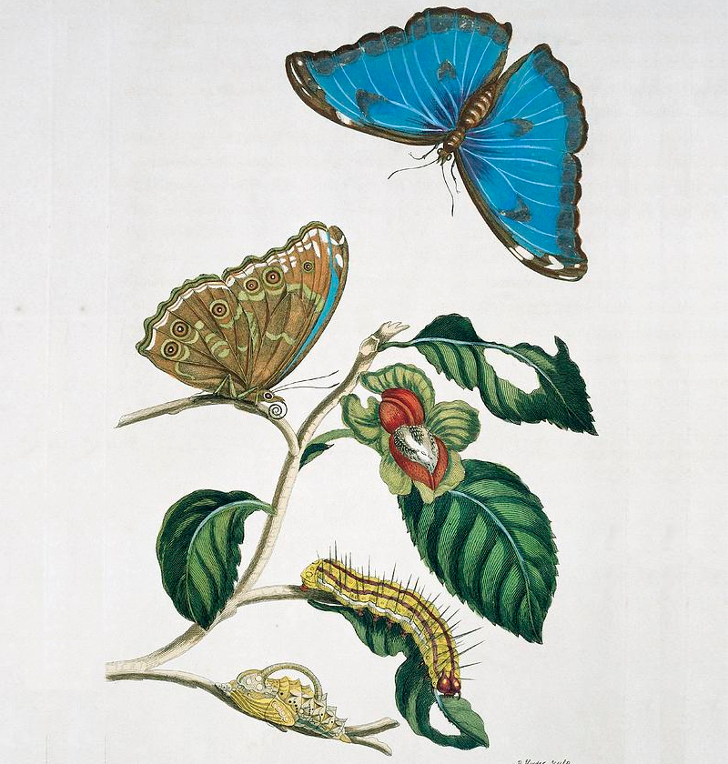 blue morpho butterfly artwork