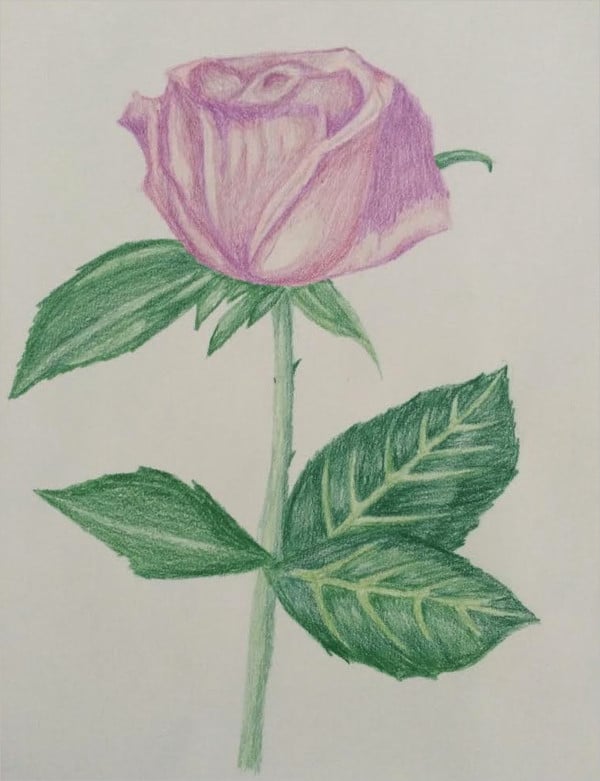 Color pencil drawing flowered red rose Royalty Free Vector-saigonsouth.com.vn