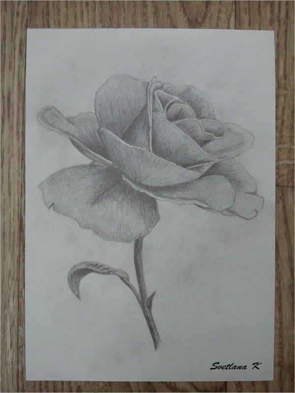 pencil rose drawing