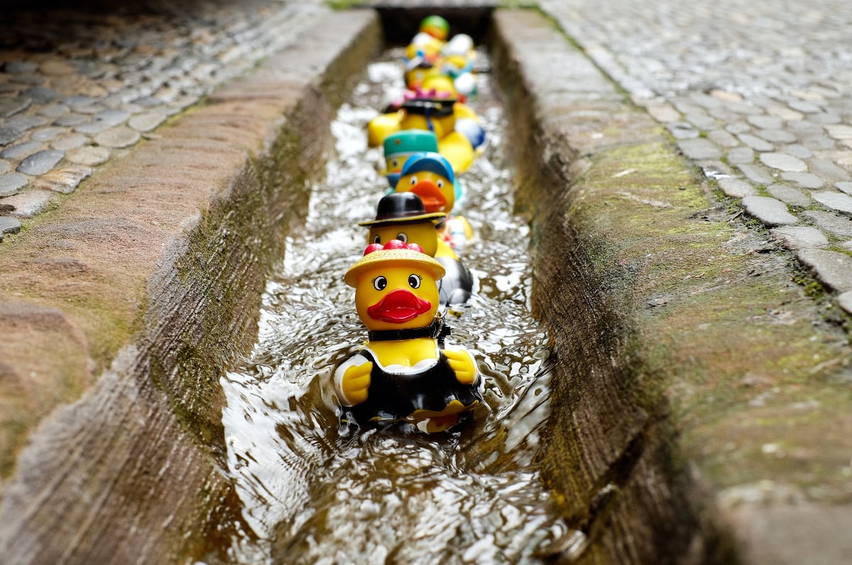 yellow duckies in water