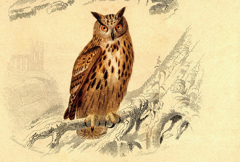 retro owl artwork