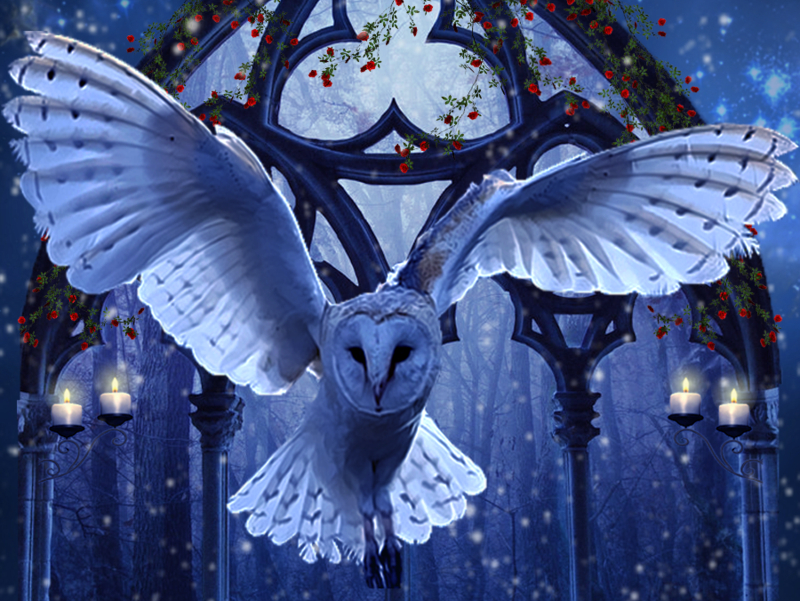 owl of winter art