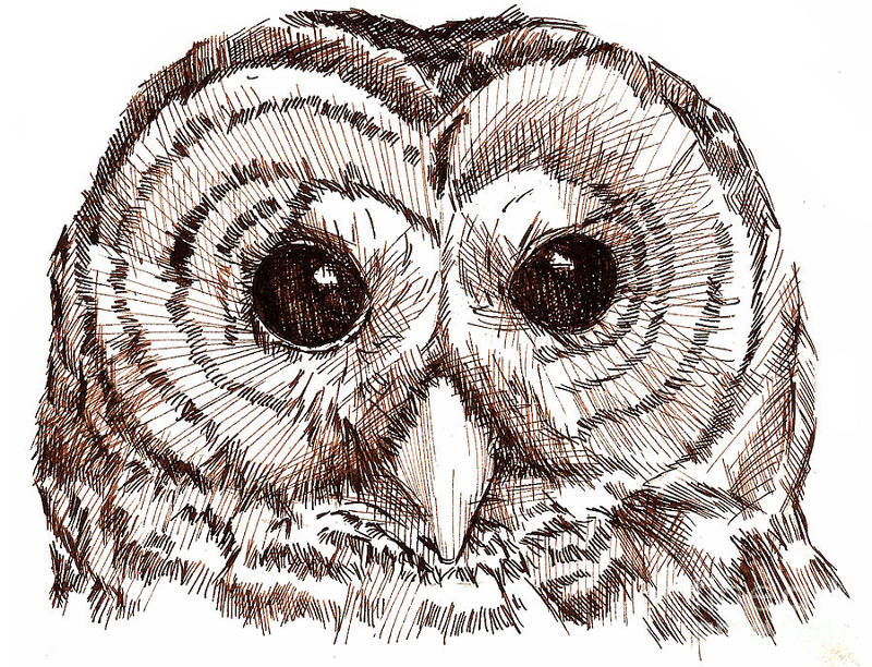 owl sketch art