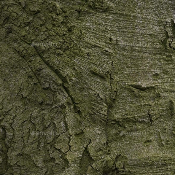 old wood tree bark texture