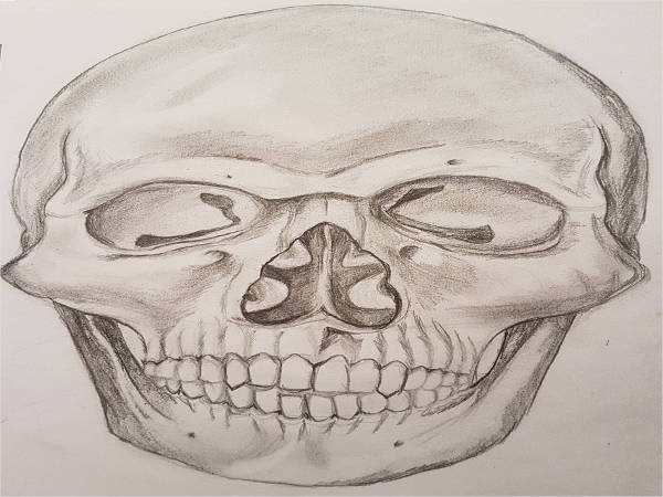 skull pencil drawing