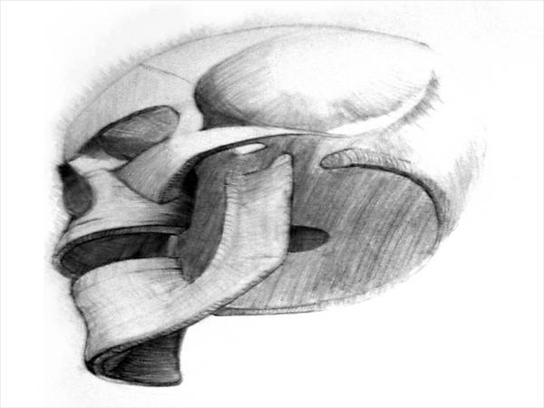 d skull drawing