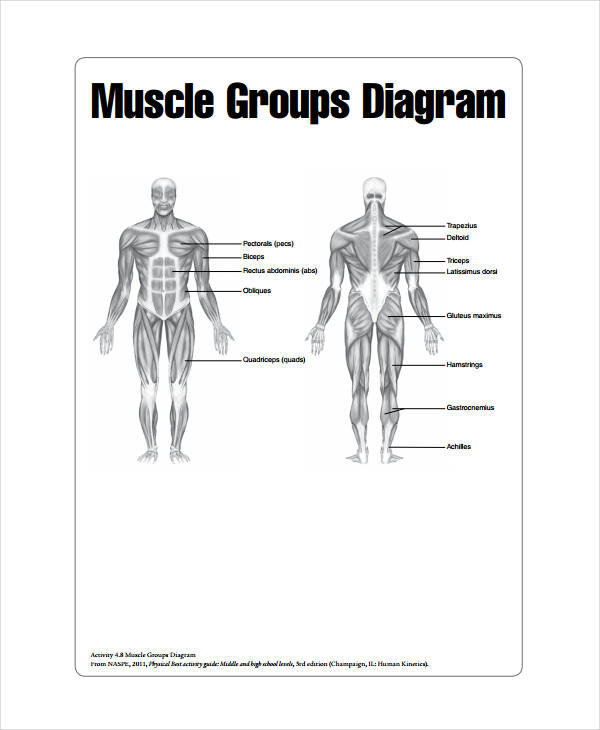 Anatomy Posters Muscle Charts