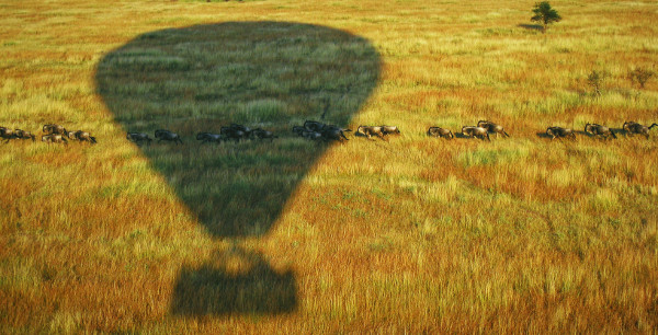 shadow photography of hot balloon