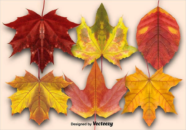 vector set of autumn leaves
