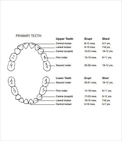 Baby Teeth Chart - 8+ Free PDF Documents Download