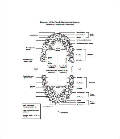 Deciduous Teeth Chart Letters