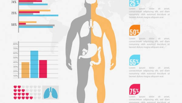 Muscle Chart 7 Free Pdf Documents Download Free Premium Templates