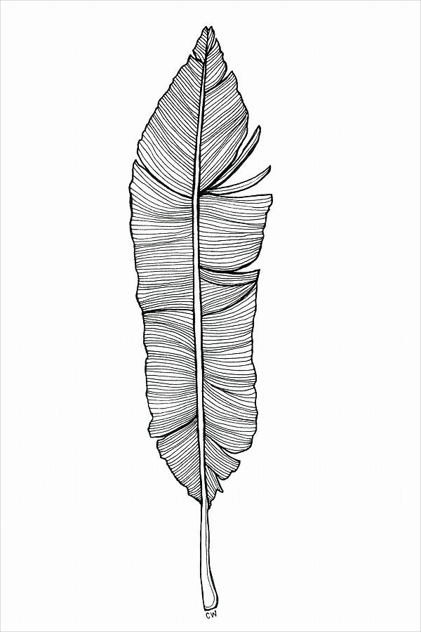 black and white feather drawing